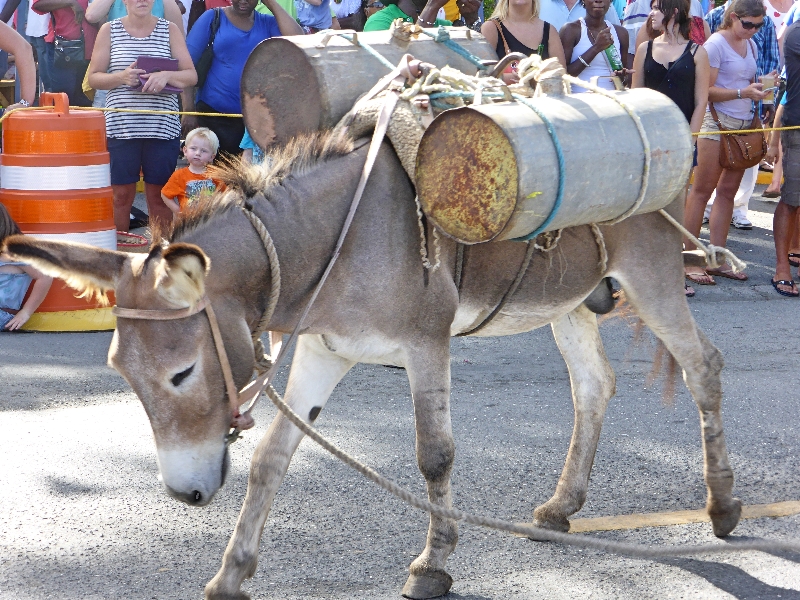 BVI Festival 60th Anniversary - Mule