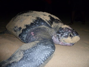 Closeup of Leatherback sea turtle on Trunk Bay Tortola, British Virgin Islands