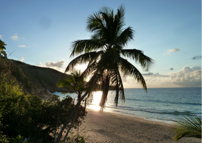 T2_Tropical_Paradise@2x